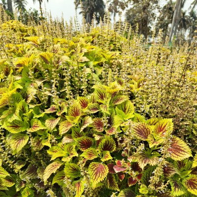 Ground Covers
