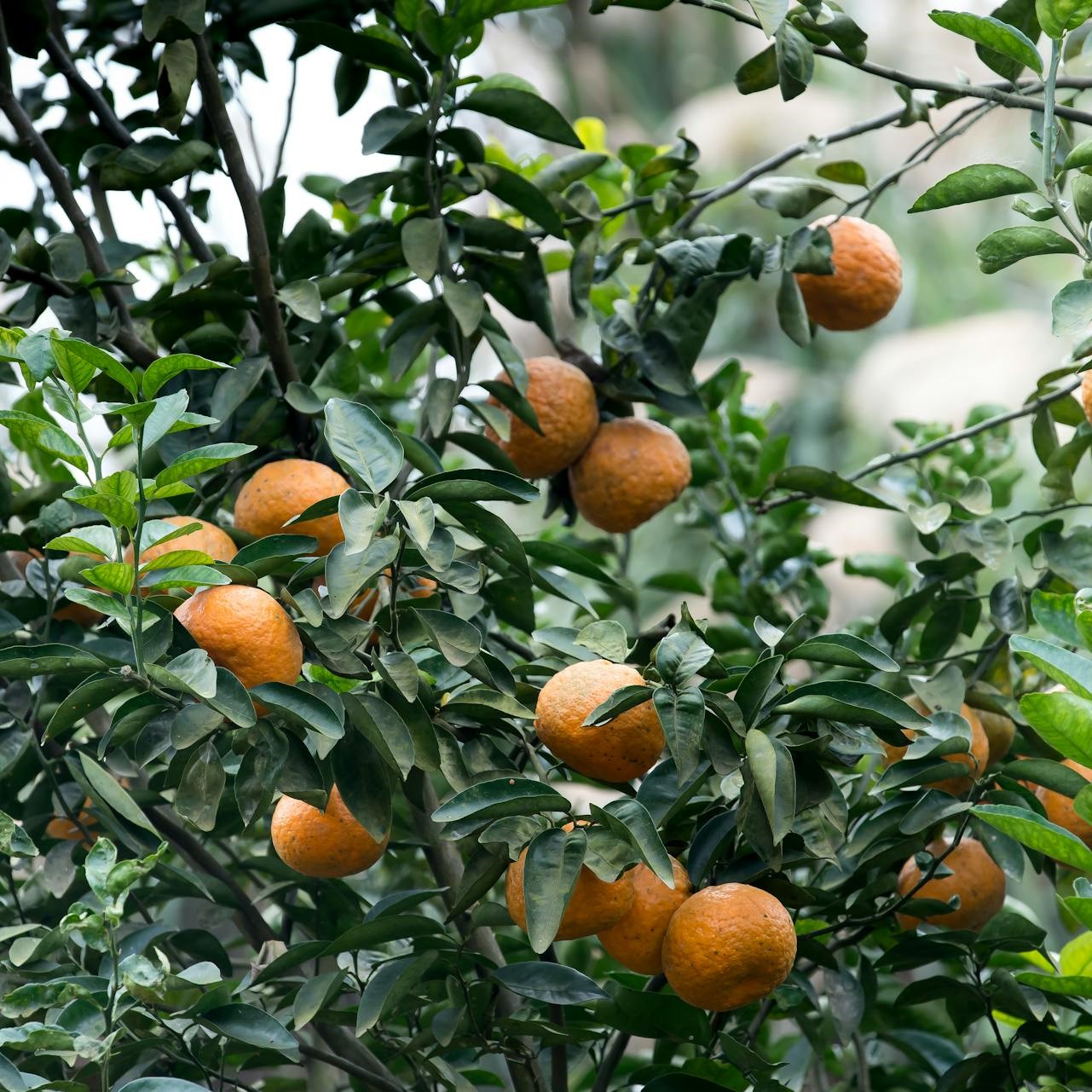 fruits