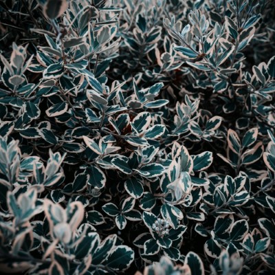 ornamental