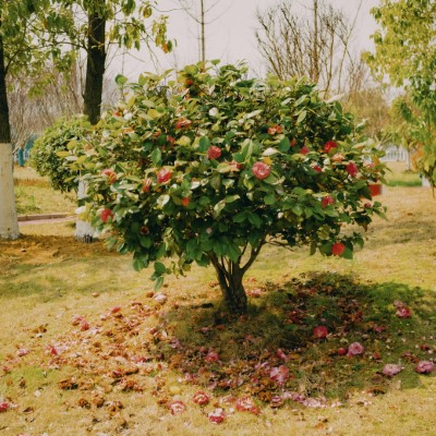 shrubs